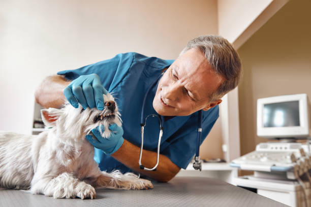 Best Emergency Dentist Near Me  in Stone Ridge, VA